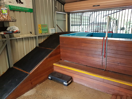 Dog Hydrotherapy: Underwater Treadmill