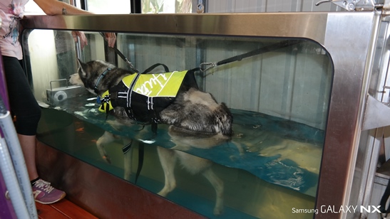 Dog Hydrotherapy: Underwater Treadmill