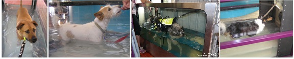 Dog Hydrotherapy: Aqua-Treadmill