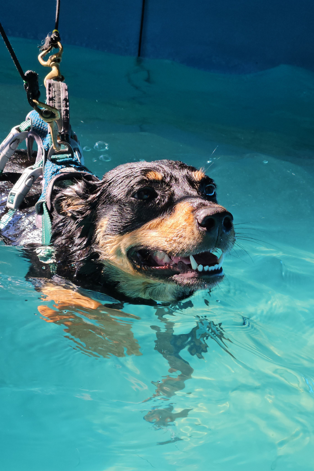 Canine Fitness Centre Website Photos (1000 x 1500 px) (1)